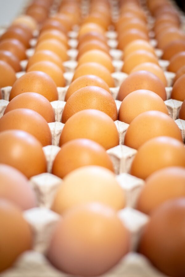 eggs, egg carton, free range-5455962.jpg