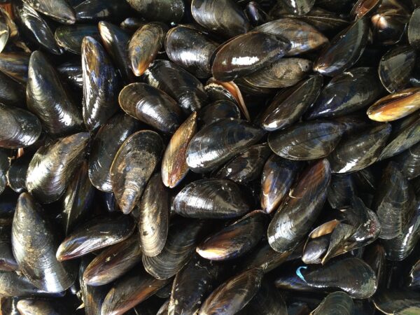 mussels, shellfish, black-1665863.jpg