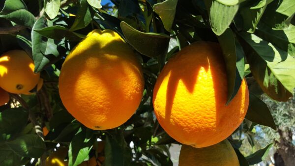 oranges, valencia, citrus-1199773.jpg