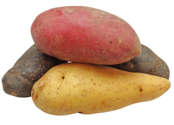 potato, fingerling, rainbow-2147541.jpg