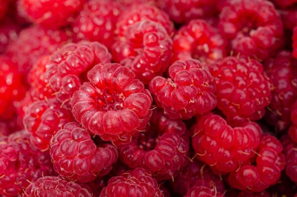 raspberries, fresh, healthy-7313700.jpg