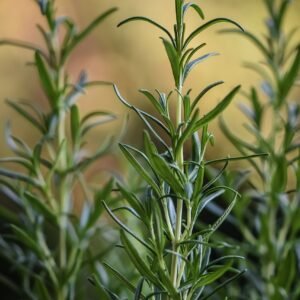 rosemary, herbs, nature-5560913.jpg